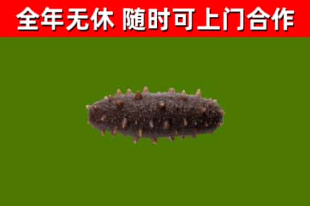 涧西回收海参干
